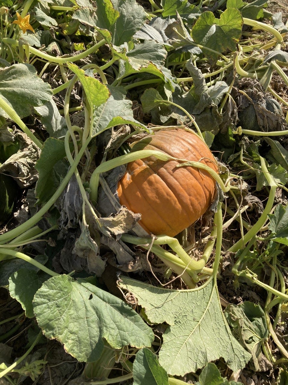 La Union Maze is taking reservations for people to pick a pumpkin in the U-Pick patch. Reservations are $20, which go toward the purchase of the pumpkin.