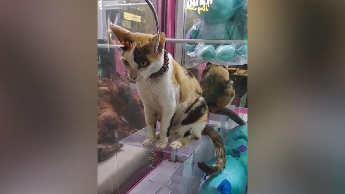 Un chat dans une machine à pince