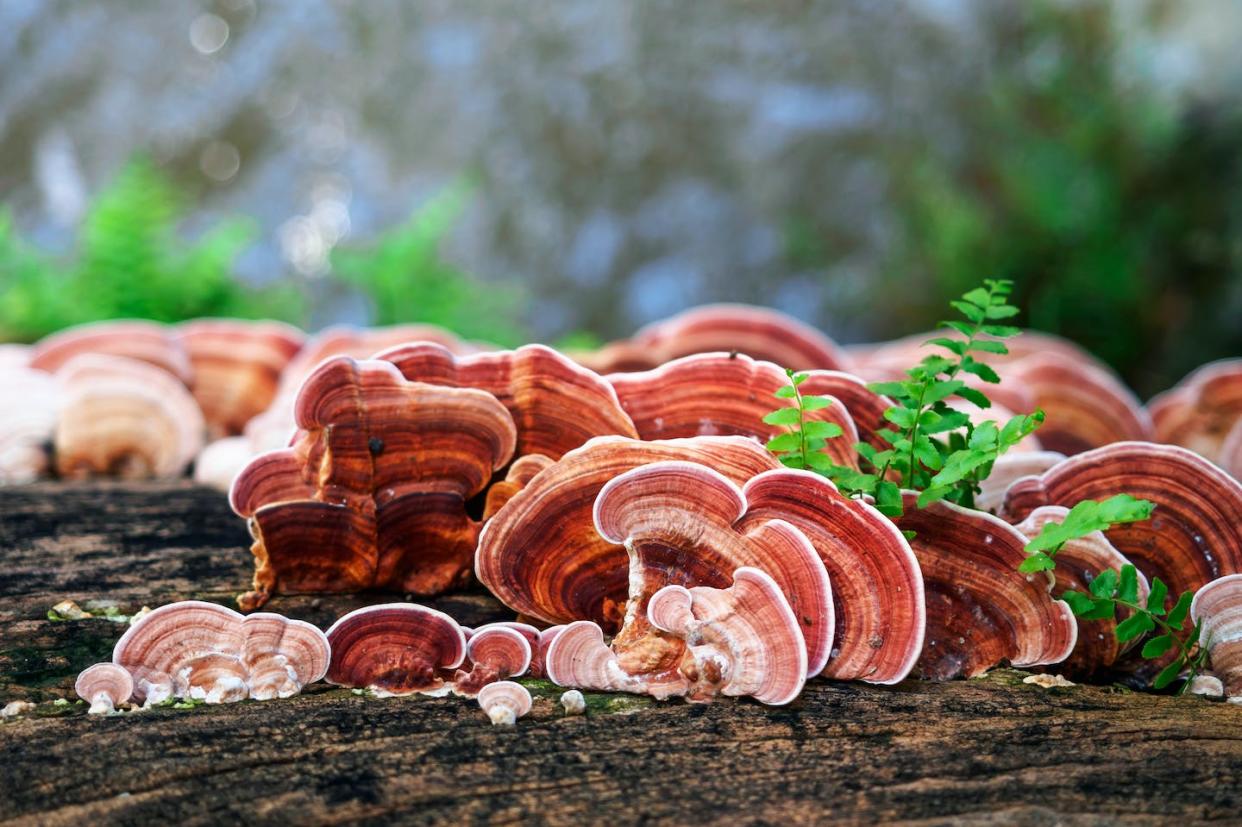 Hongo Ganoderma Lucidum. <a href="https://www.shutterstock.com/es/image-photo/ganoderma-lucidum-mushroom-ling-zhi-on-742768492" rel="nofollow noopener" target="_blank" data-ylk="slk:Shutterstock / sritakoset;elm:context_link;itc:0;sec:content-canvas" class="link ">Shutterstock / sritakoset</a>