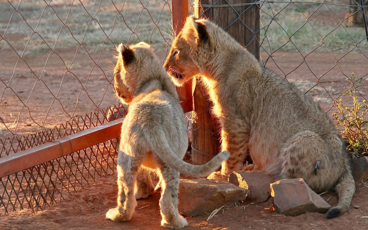 Lion cubs at a captive tourism facility in South Africa - Pippa Henkinson