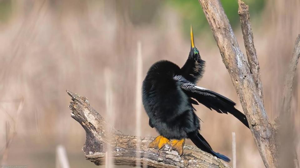 During their breeding season, between April and May, male anhingas will have skin around their eyes that become a brilliant green color, which can occasionally appear to be bright turquoise in color as well. Patricia Kappmeyer/Submitted