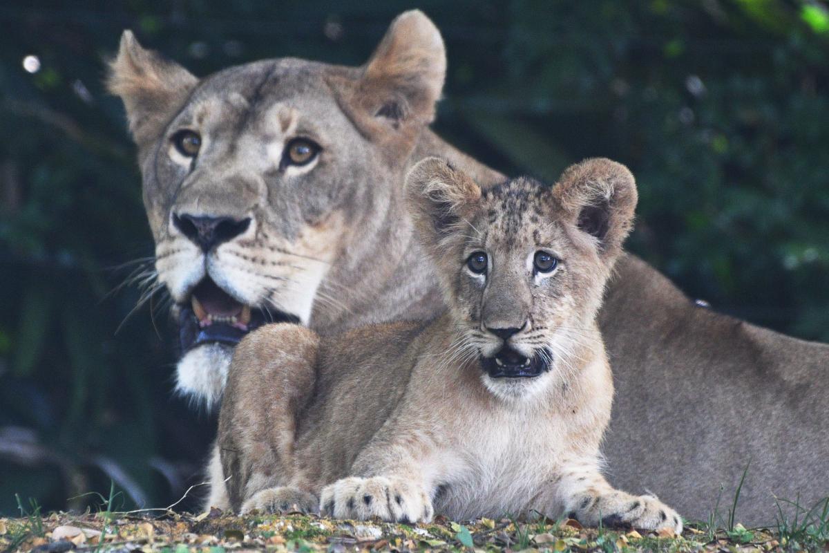 singapore zoo lion attack