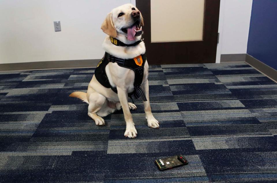 Glitch, an English Labrador who joined the Memphis Police Department in January of 2023, works in the Internet Crimes Against Children Task Force Program with his handler Sergeant Joshua Davis, sits in front of sd cards and a phone he found during demonstration at Memphis Police Department Headquarters on Monday, November 13, 2023 in Memphis, Tenn.