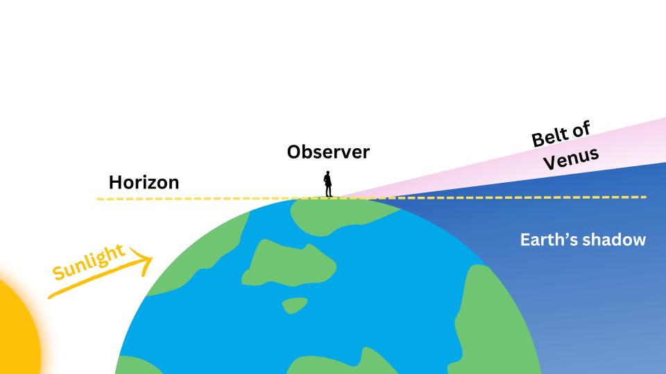 diagram detailing how the belt of venus is formed.