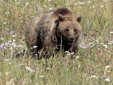 A grizzly bear walks in a meadow in Yellowstone National Park, Wyoming August 12, 2011. Picture taken August 12, 2011. REUTERS/Lucy Nicholson