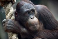<p><strong>L’orang-outan</strong><br>Avec son nom qui signifie littéralement “homme de la forêt”, l’orang-outan vit en Asie du Sud-Est insulaire dans les forêts humides des plaines, presque toujours perché à la cime des arbres. Menacé d’extinction par la déforestation, ce grand singe pourrait être amené à disparaître en milieu naturel d’ici les prochaines décennies. Crédit photo : Getty </p>