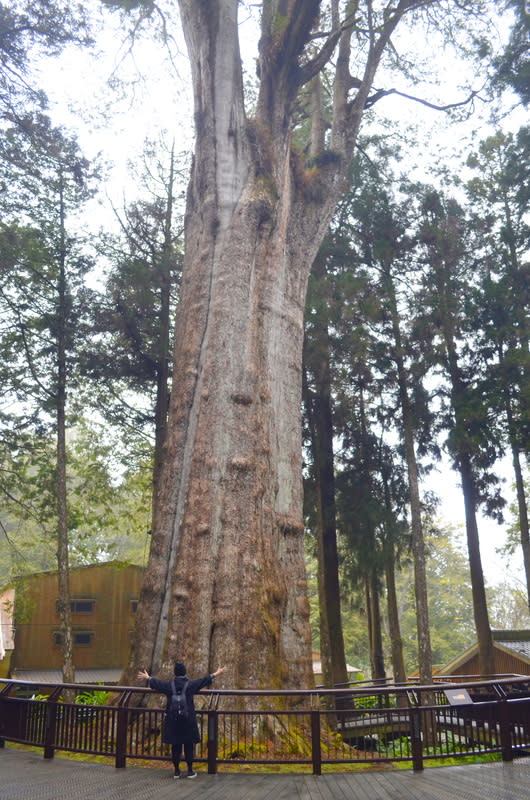 阿里山國家森林樂區風災未受損 颱風山陀兒減弱為熱帶性低氣壓，林業及自然保育署 嘉義分署派員巡視阿里山國家森林樂區，確認遊園安 全後，4日上午10時開放遊客進場。圖為阿里山香林 神木。 中央社記者蔡智明攝  113年10月4日 