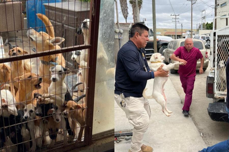 Rescatan a 78 perritos que se encontraban en condiciones precarias e insalubres en Tijuana