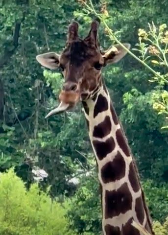 <p>Maryland Zoo</p> Caesar the giraffe catching raindrops on his tongue at the Maryland Zoo