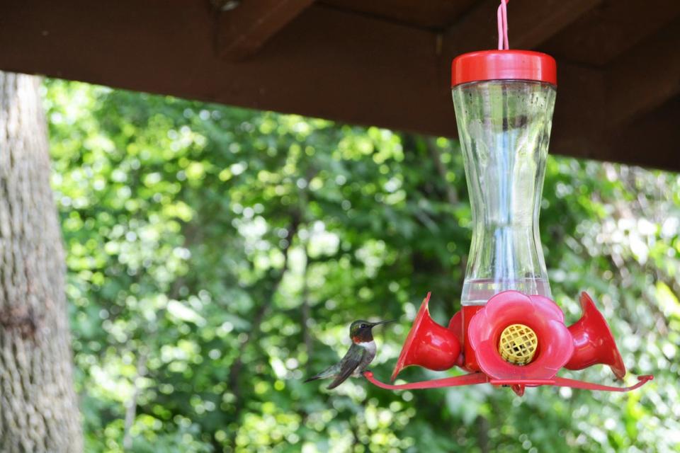 Hummingbird on a feeder that's under a roof