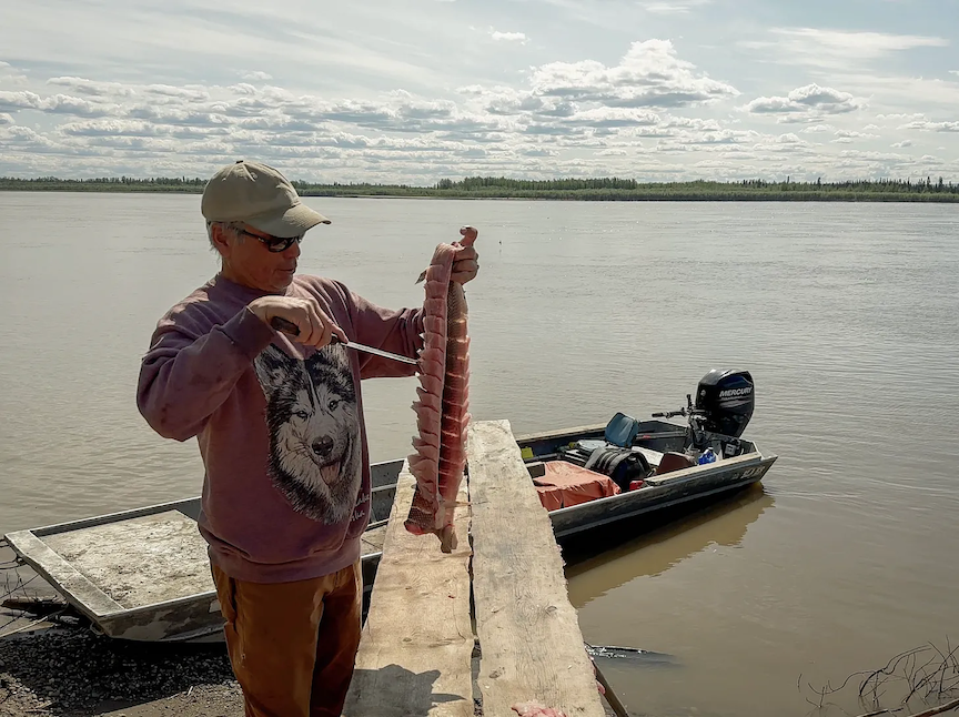 Gilbert Huntington cuts sheefish into strips in mid-June. (Photo by Olivia Ebertz for Northern Journal)