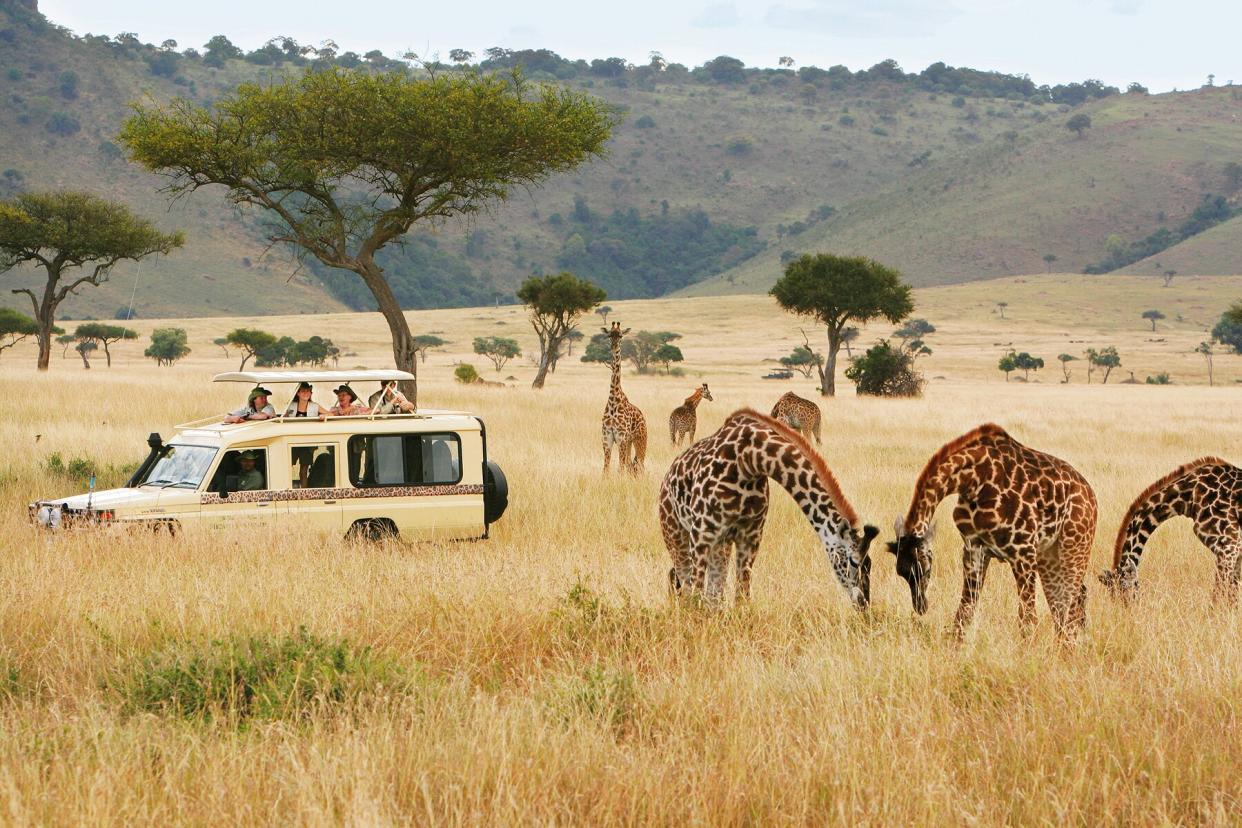 A Micato Safaris truck surrounded by giraffes