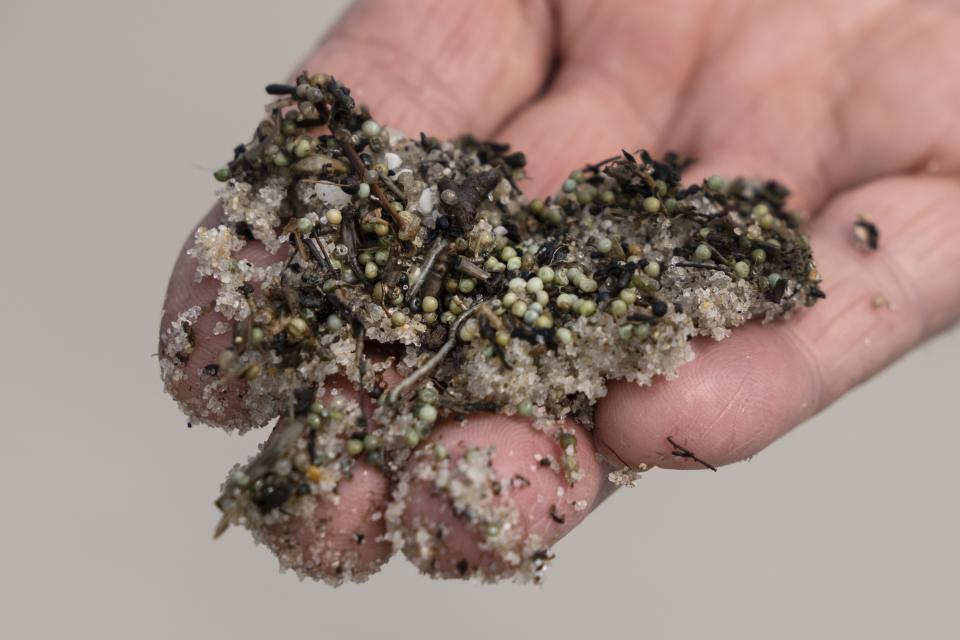 Glenn Gauvry displays nonviable horseshoe crab eggs mixed in with sand and other debris at Pickering Beach in Dover, Del., Sunday, June 11, 2023. The crabs' eggs are vitally important food for a declining subspecies of a bird called the red knot — a rust-colored, migratory shorebird listed as threatened under the Endangered Species Act. (AP Photo/Matt Rourke)