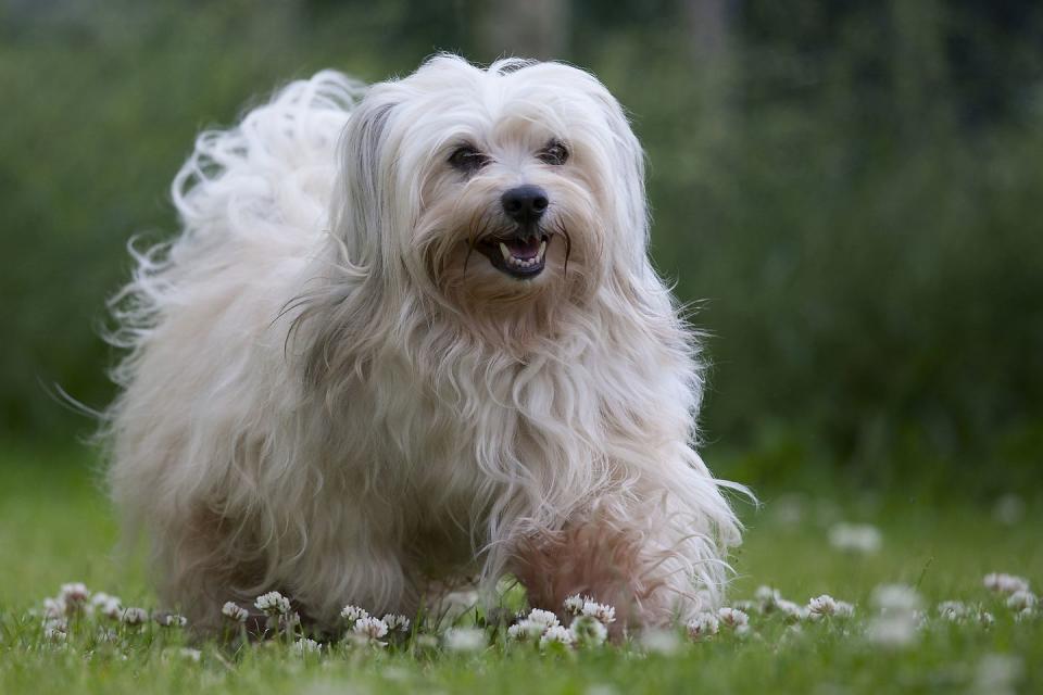 walking dog smallest dog breeds