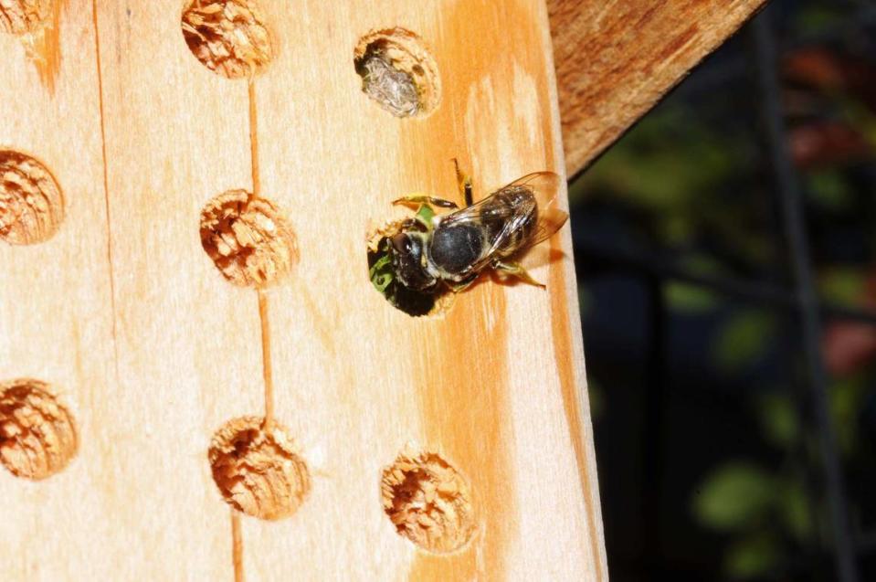 A leaf cutter bee making a nest.