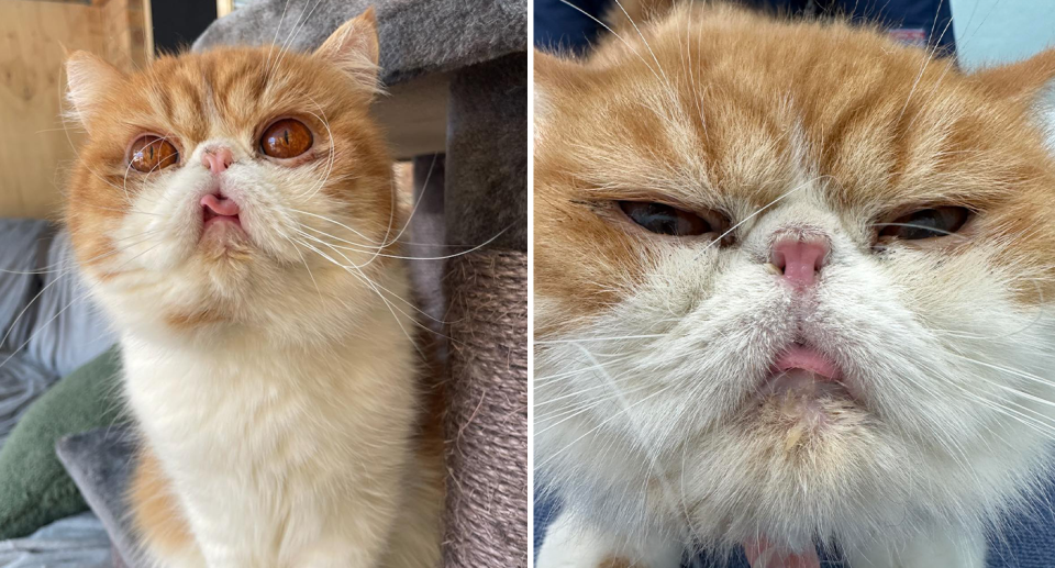Two images showing the flat-faced Persian ginger cat, Dimples.