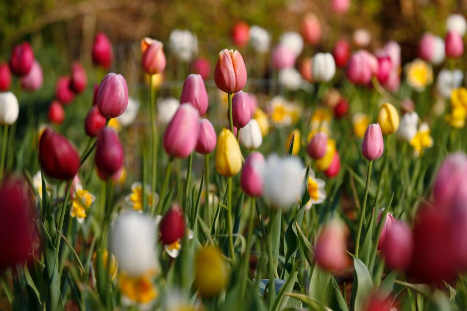 Tulips in bloom at the State Botanical Garden of Georgia on the first week of spring in Athens, Ga., on Friday, March 25, 2023.