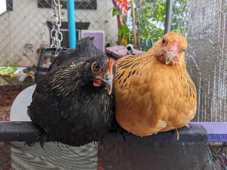 Two chickens in a coop