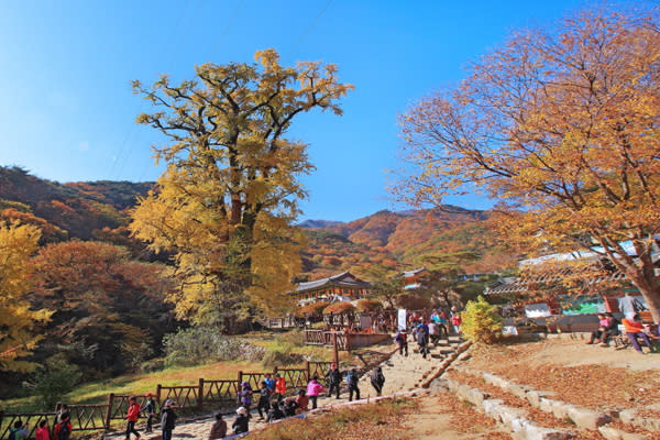 龍門山環境綠意盎然，幾株銀杏點綴其中，環境靜謐平和。(圖片來源／daum）