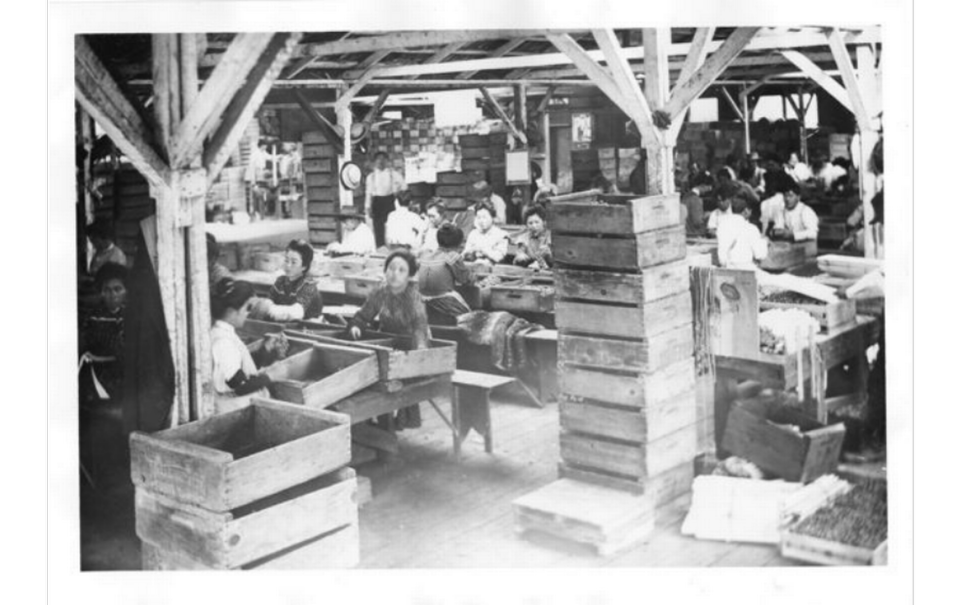 Men and women packing fruit at fruit sheds near Fair Oaks or Orangevale in 1910.