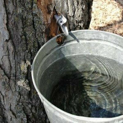 Fernwood Botanical Garden presents “Marvelous Maple Sugaring” on March 4, 2023, at the nature preserve in Niles.