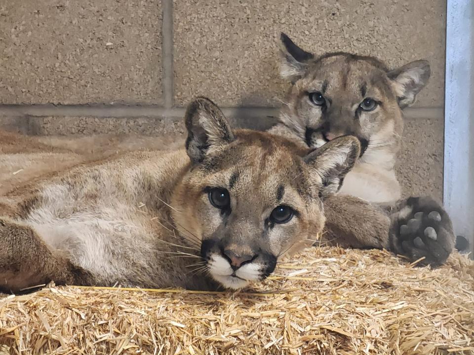 Orphaned mountain lion cubs, Hazel and Holly, are stretching their legs and settling into their forever home at the Big Bear Alpine Zoo in the San Bernardino Mountains.