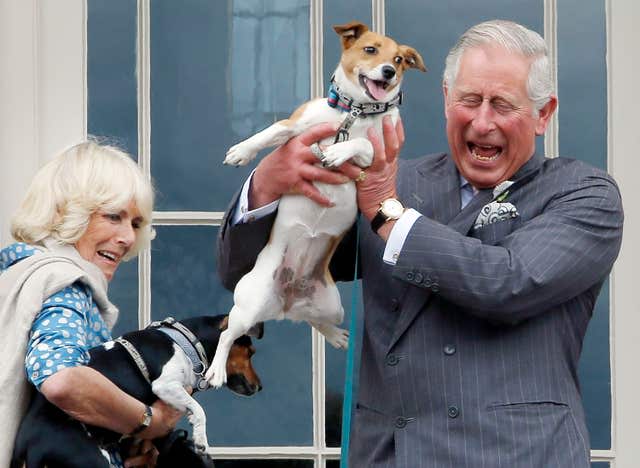 At the Dumfries House Dog Show