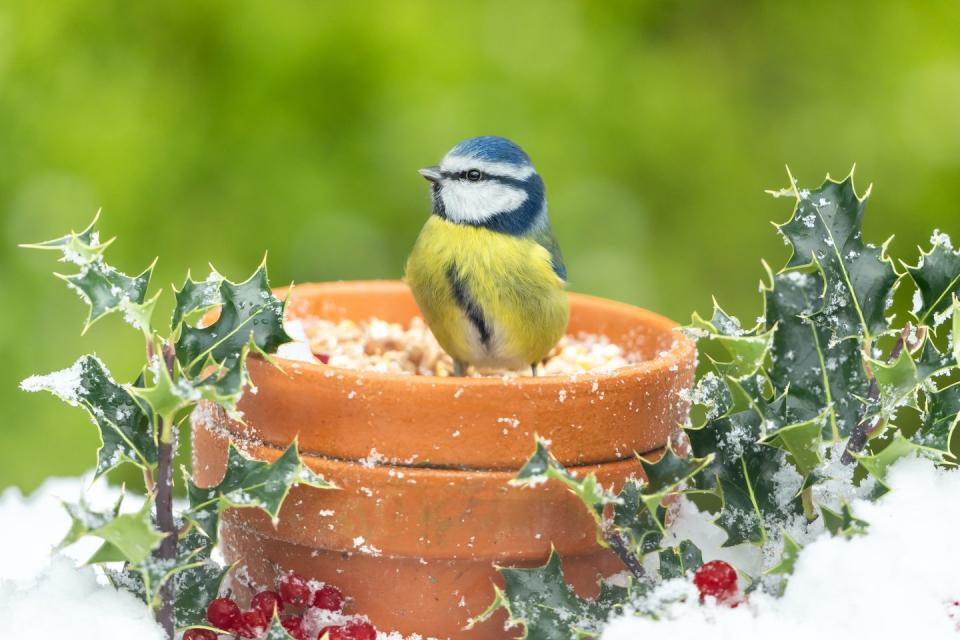close up of a blue tit in winter with snow, holly, and red berries, sat inside a terracotta flower pot with head up facing left scientific name cyanistes caeruleus space for copy horizontal