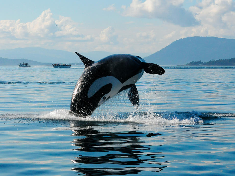 Whale-watching in the San Juan Islands, Washington State