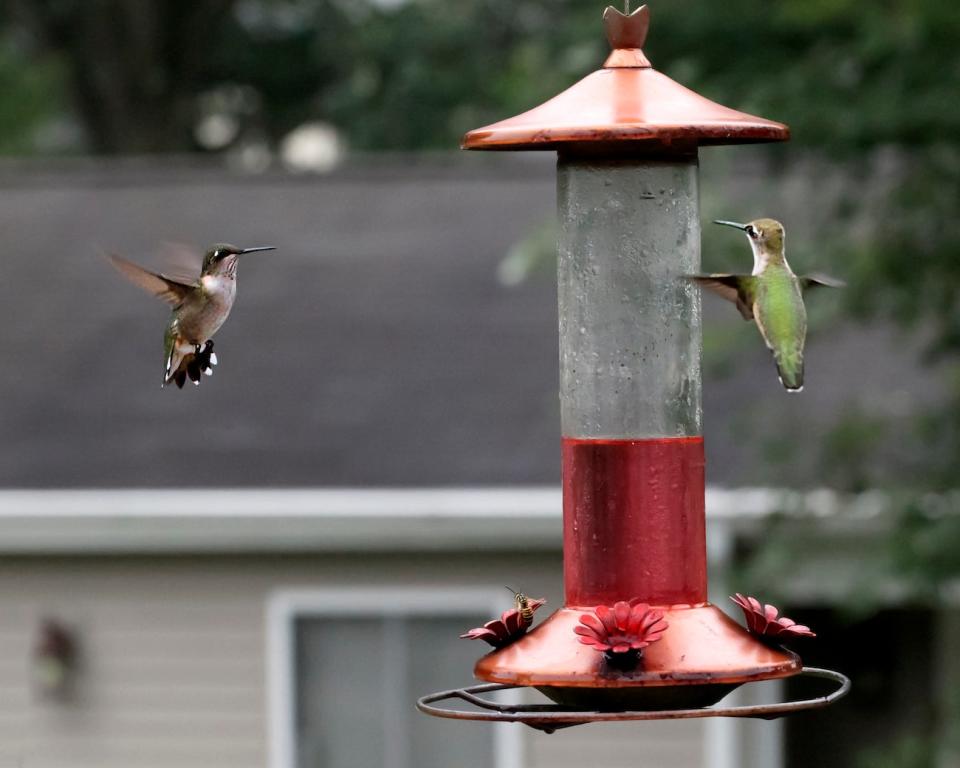 Two hummingbirds approaching a feeder with red nectar