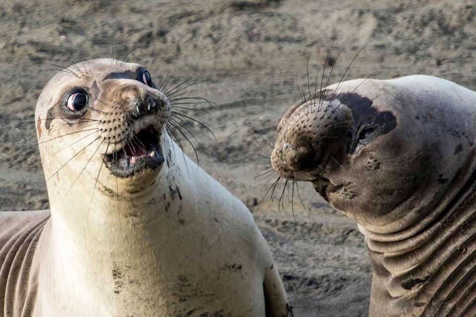 We Found the Funniest Animal Photos on the Internet to Make You Laugh