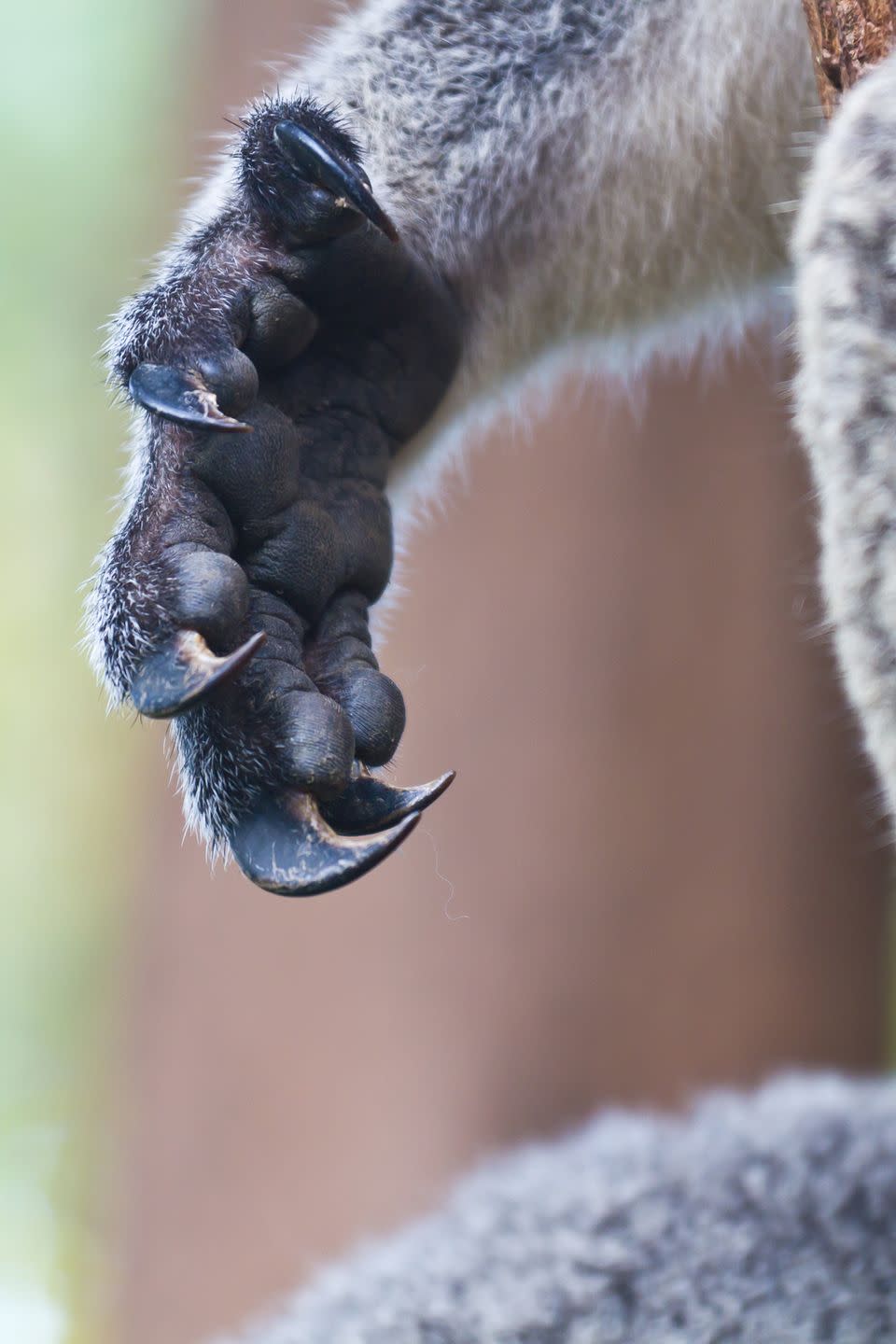 23. Koalas have human-like fingerprints.