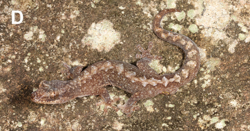 An Amalosia saxicola, or rock zigzag gecko, blending into a boulder.