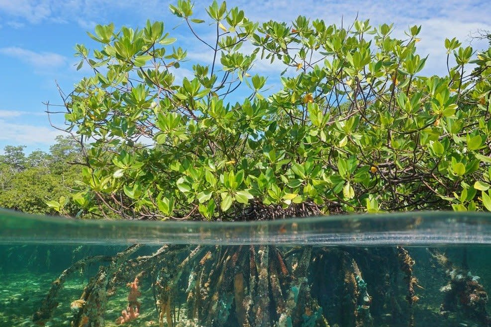 Mangroves have distinctive visible roots: Shutterstock/Damsea