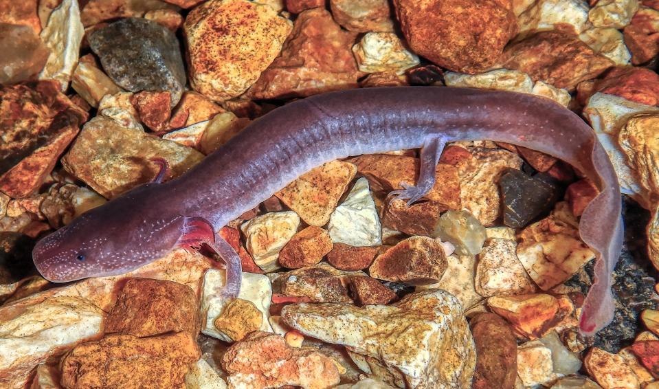 The Berry Cave Salamander is a rare salamander only found in a handful of caves near Knoxville.