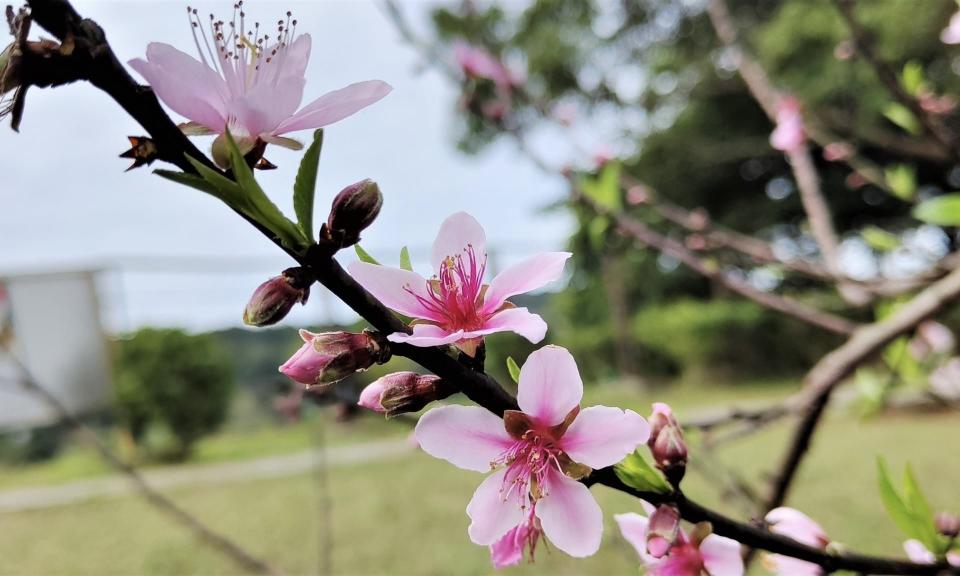 李利國》看桃花盛開 睹花思果