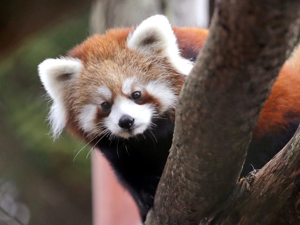 A red panda cub photographed in Seattle, Washington, in November 2018.