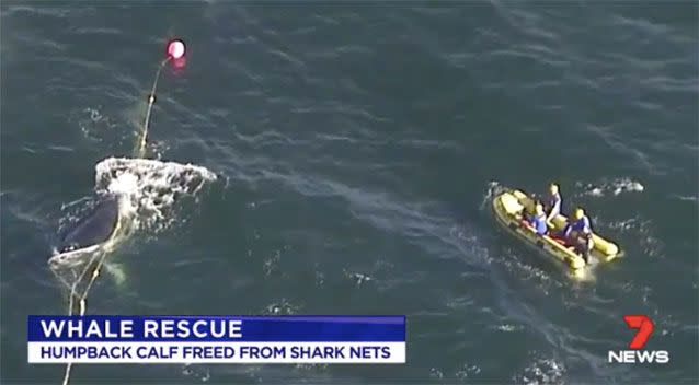 The whale calf became caught in shark nets. Source: 7News