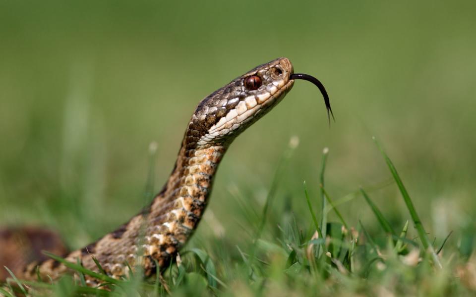 Kreuzotter (Vipera berus)