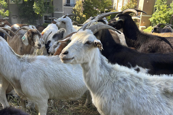 Goats graze on dry grass next to a housing complex in West Sacramento, Calif., on May 17, 2023. Goats are in high demand to clear vegetation as California prepares for the wildfire season, but a farmworker overtime law threatens the grazing business. (AP Photo/Terry Chea)