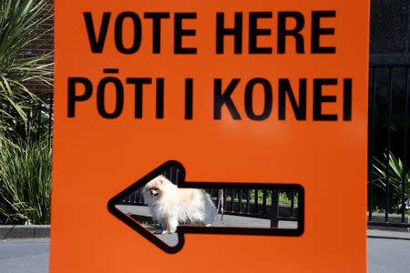 A dog waits outside a polling station during the general election in Auckland, New Zealand, September 23, 2017. REUTERS/Nigel Marple