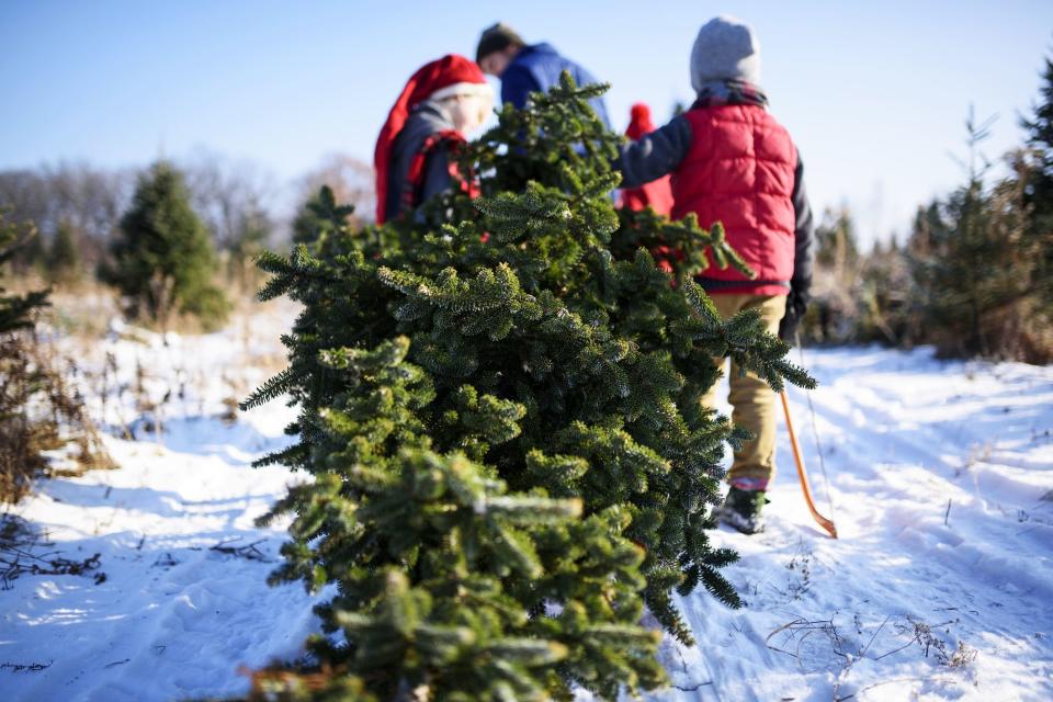 Timberhill Christmas Tree Farm: Chatawa, MO