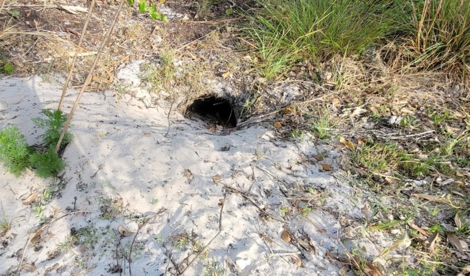 This burrow, located on a lot recently purchased by the Environmental Conservancy of North Port off of Maximo Road in the Cranberry Fields neighborhood, is home to one gopher tortoise.