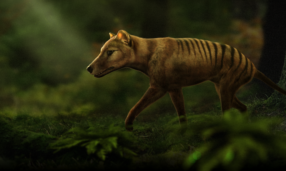 Colossal, a Texas-based bioscience company, and researchers at the University of Melbourne, want to use genetic engineering to bring back the thylacine, the  Tasmanian tiger.