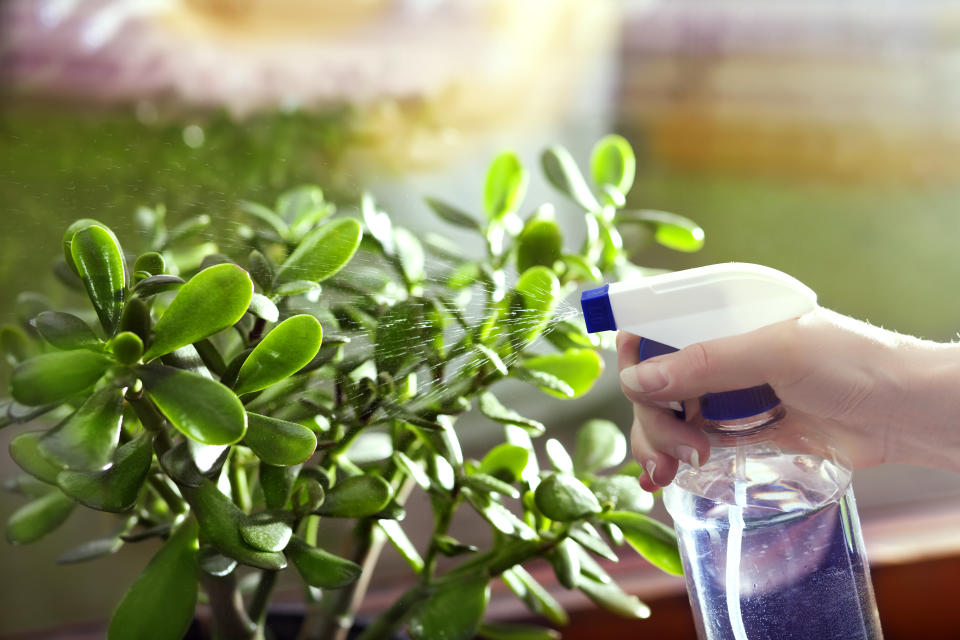 Spraying Crassula Ovata