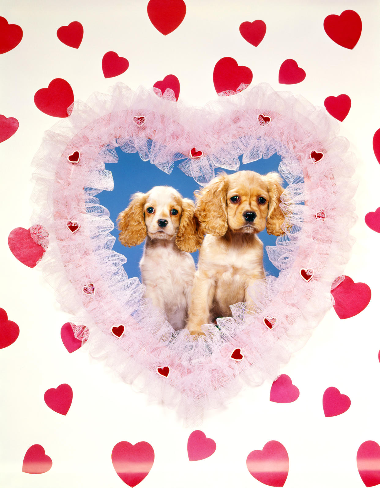 https://www.gettyimages.co.uk/detail/news-photo/cocker-spaniels-hearts-love-couple-news-photo/537859836