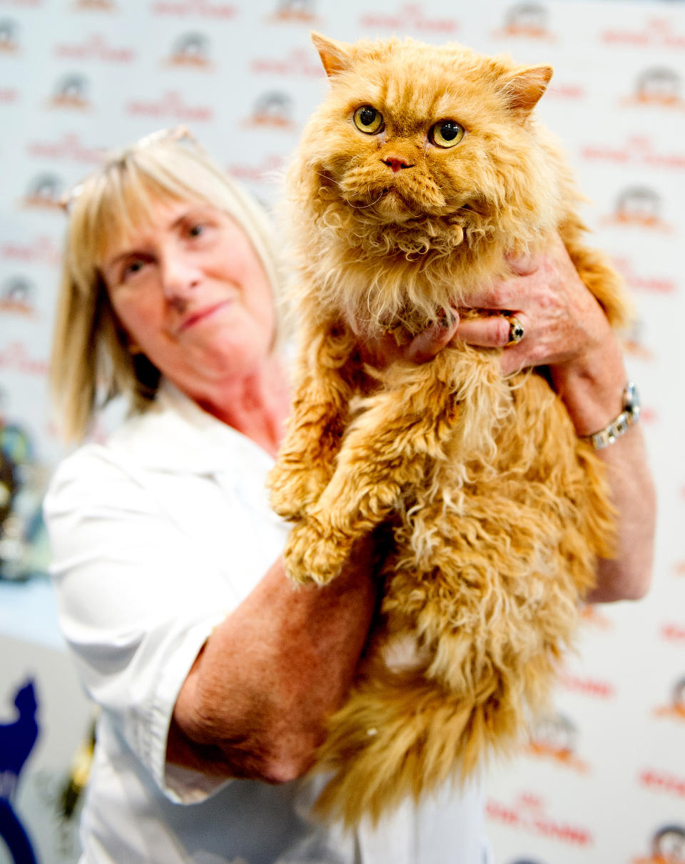 <p>A cat named Joshua Purrkins participates in the GCCF Supreme Cat Show at National Exhibition Centre on October 28, 2017 in Birmingham, England. (Photo: Shirlaine Forrest/WireImage) </p>