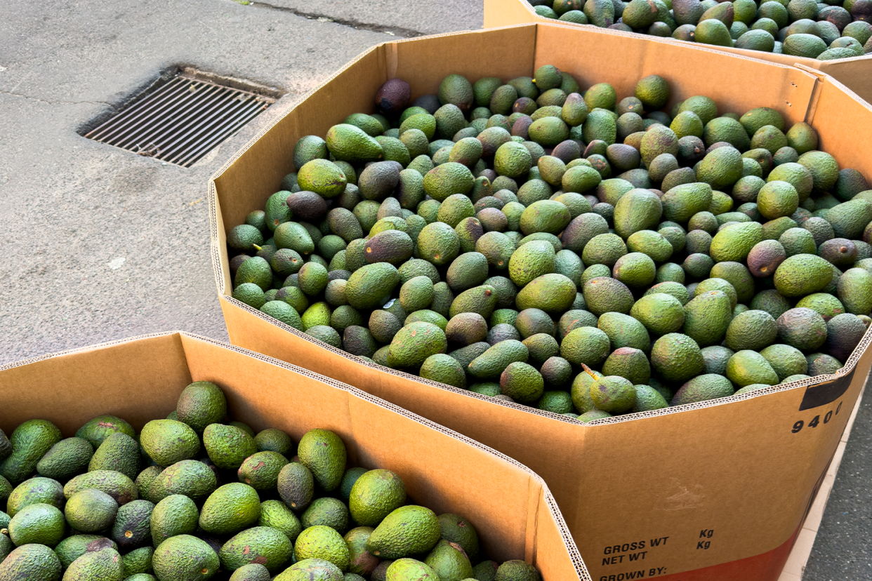 Ridiculous reason thousands of avocados dumped for landfill – and it's a 'hidden factor' in higher prices