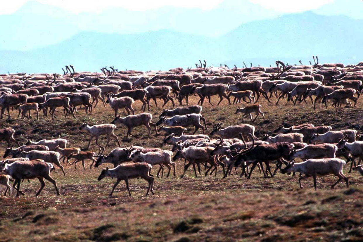 Caribou on the coastal plain of the Arctic National Wildlife Refuge.