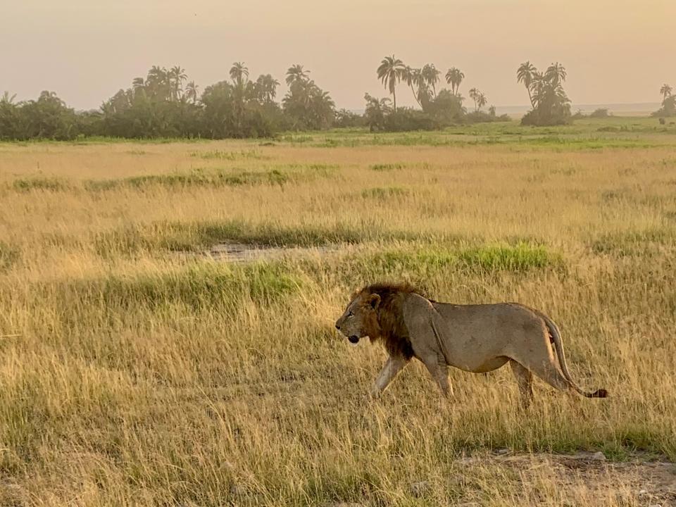 A lion walks across a grassy area. 